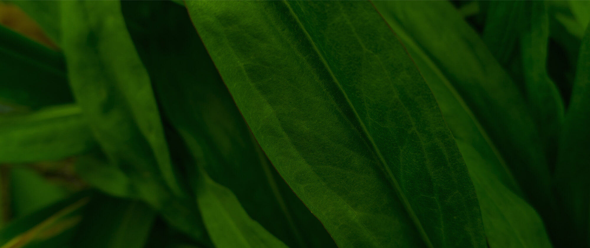 background showing nature